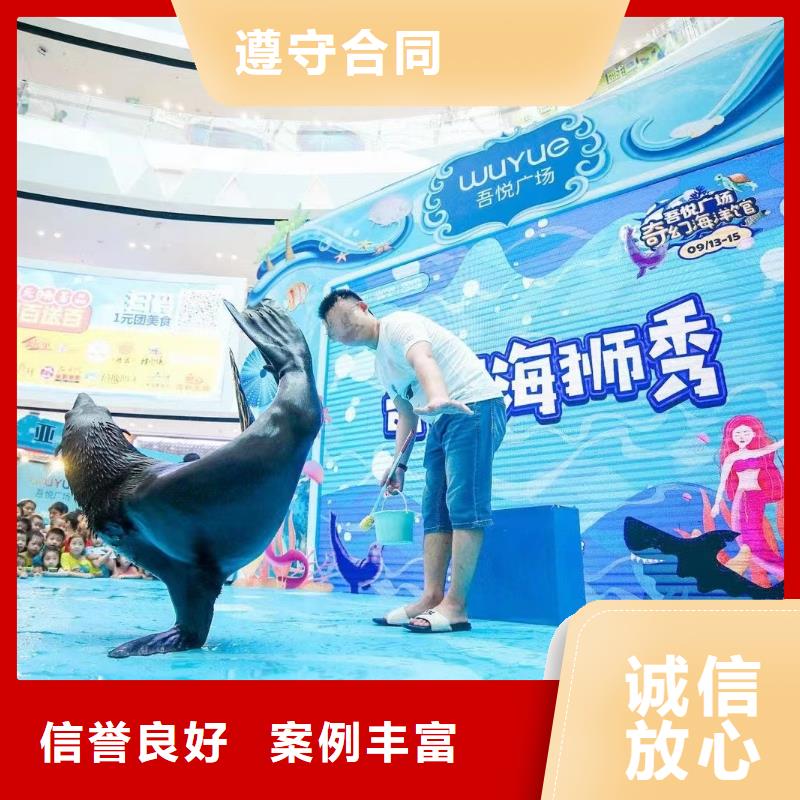 海洋主題動物表演,出租表演海獅價格美麗