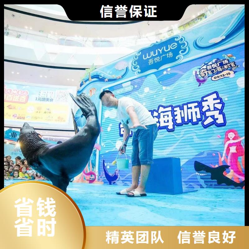 海洋主題動物表演海獅表演租賃實力公司