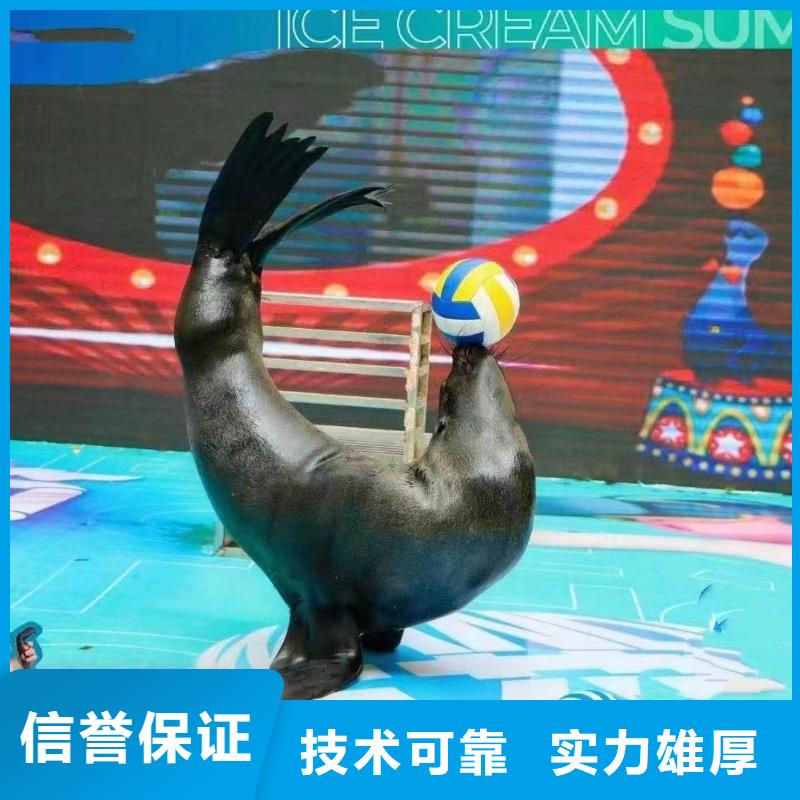 海洋主題動(dòng)物表演出租海獅表演一站搞定