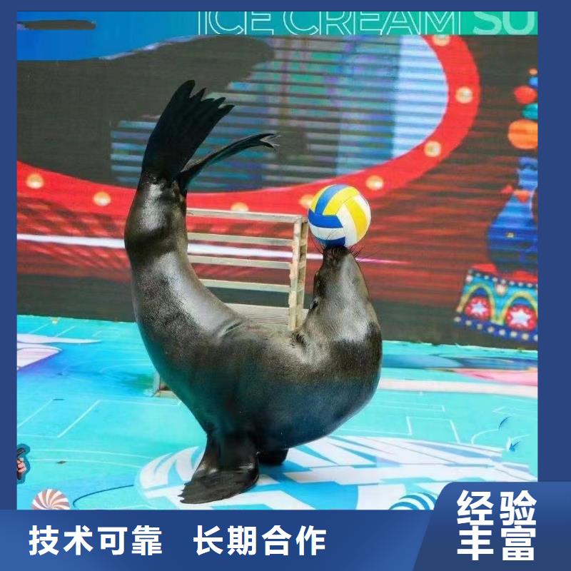 海洋主題動物表演海獅表演租賃實力公司