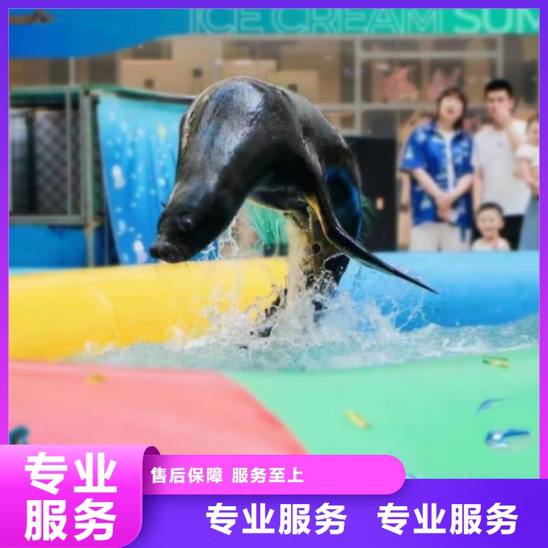 海洋主題動物表演,出租表演海獅價格美麗