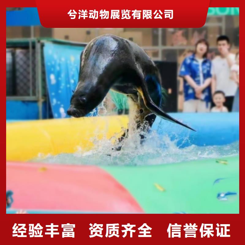 海洋主題動物表演海獅表演租賃實力公司