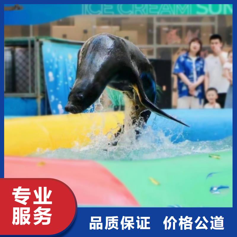 海洋主題動物表演羊駝出租放心之選
