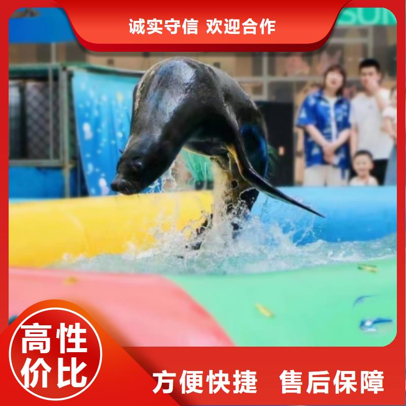 海洋主題動物表演海獅表演租賃實力公司