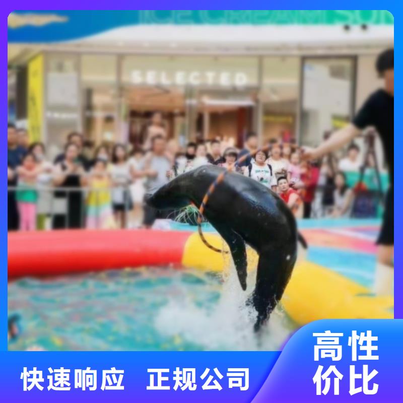 【海洋主題動物表演羊駝表演技術(shù)比較好】
