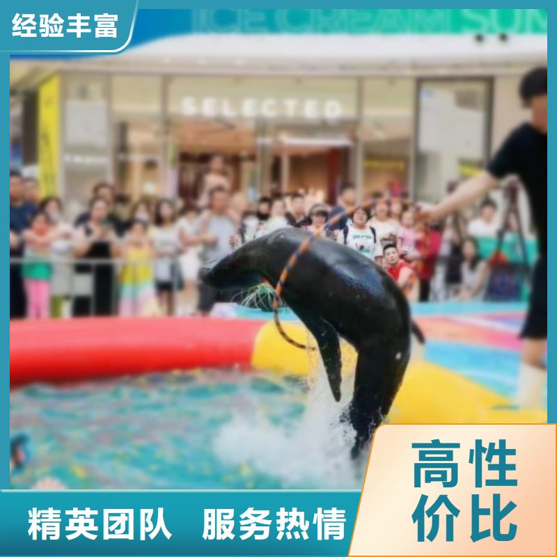 海洋主題動物表演,出租表演海獅價格美麗