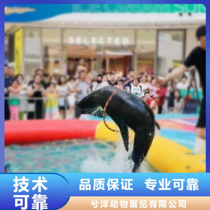 海洋主題動物表演海獅表演租賃實力公司