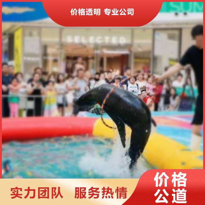 海洋主題動物表演羊駝出租放心之選