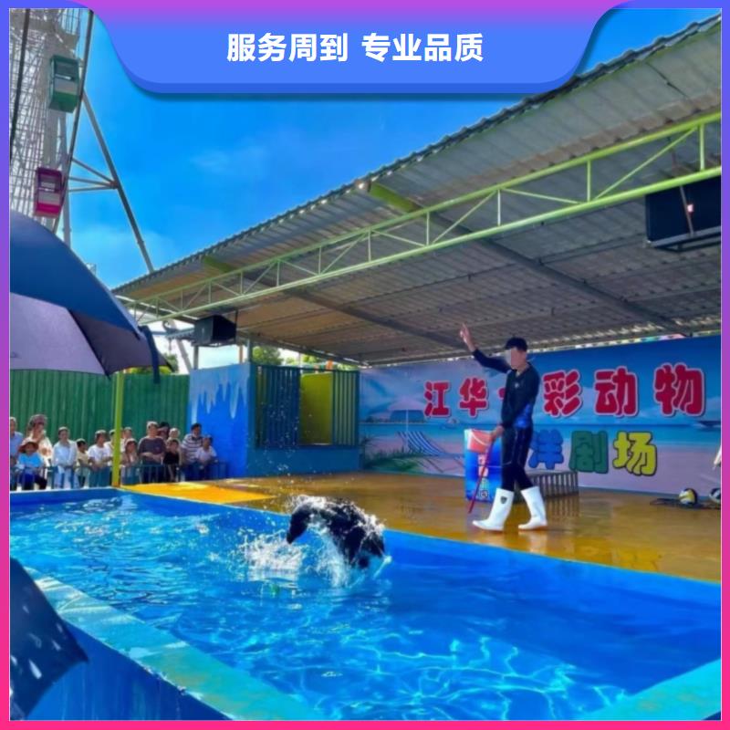 【海洋主題動物表演羊駝表演技術(shù)比較好】