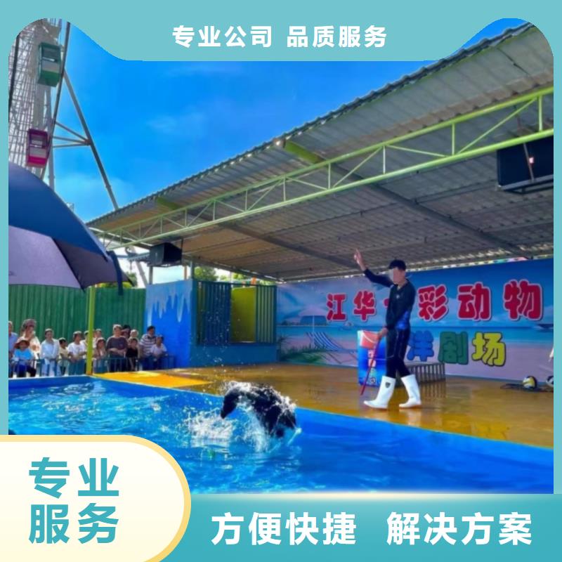 海洋主題動物表演海獅表演租賃實力公司