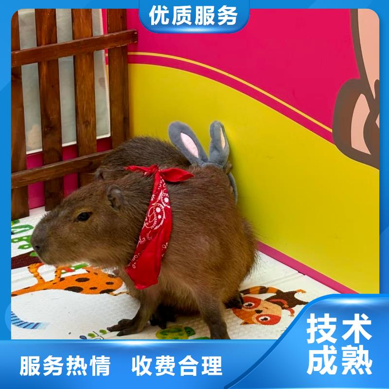 企业团建生产厂家质量过硬