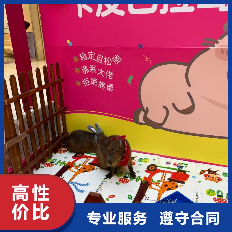 企业团建生产厂家质量过硬