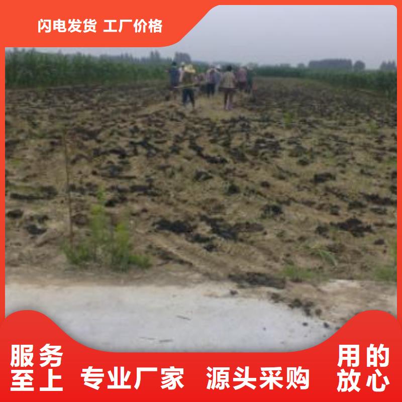 發(fā)酵雞糞到哪里買