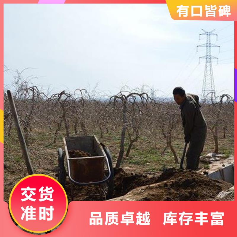 發(fā)酵雞糞提高產(chǎn)量