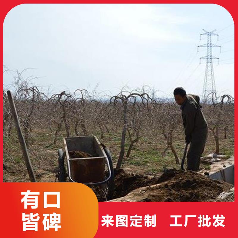 干鸡粪块苗势健壮