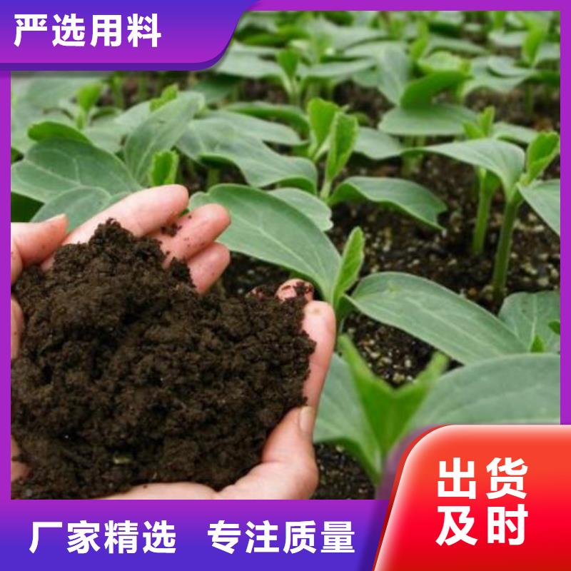 發(fā)酵雞糞生根壯苗