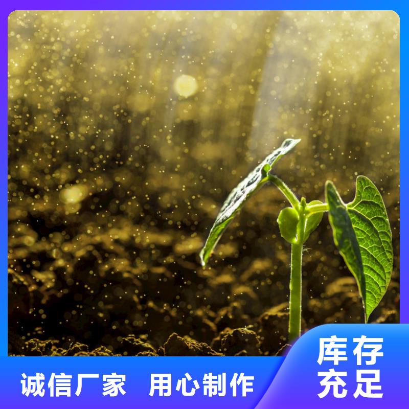 发酵羊粪增产幅度大