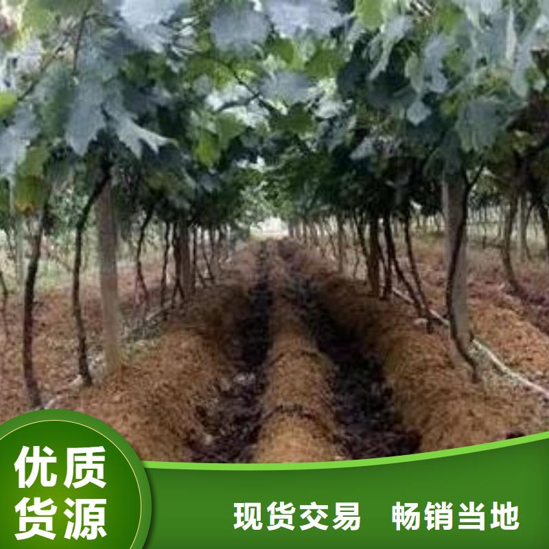 干雞糞塊活化土壤