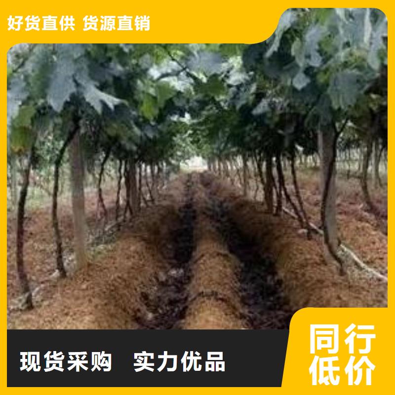 干雞糞咋用