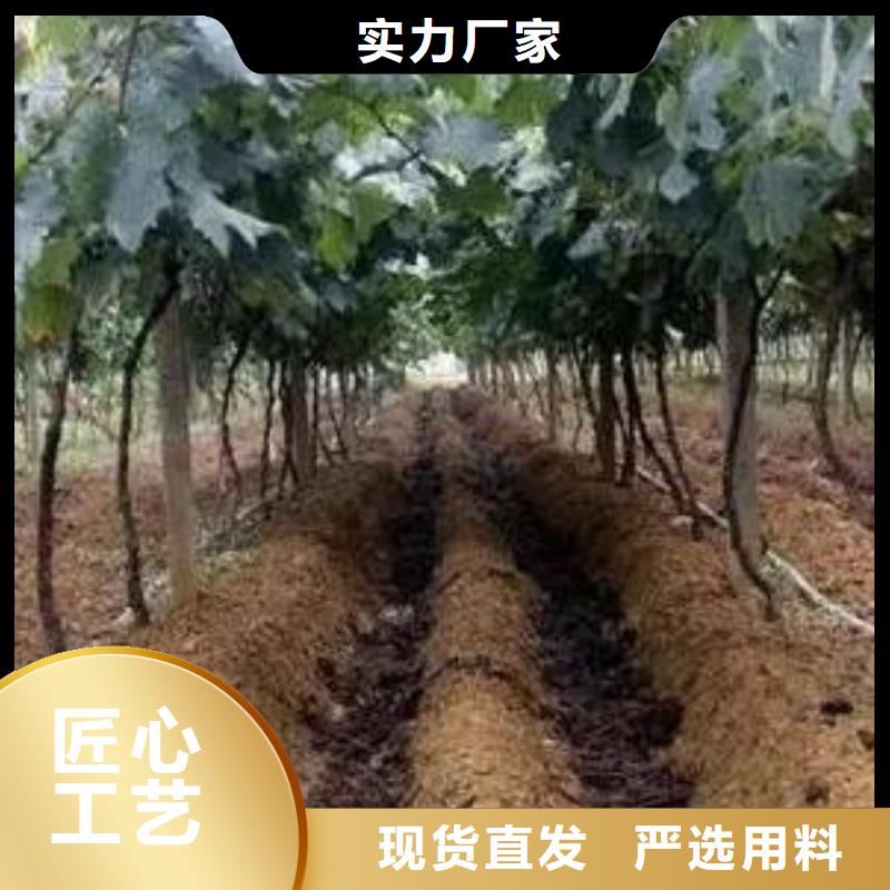 發(fā)酵雞糞肥沃土壤