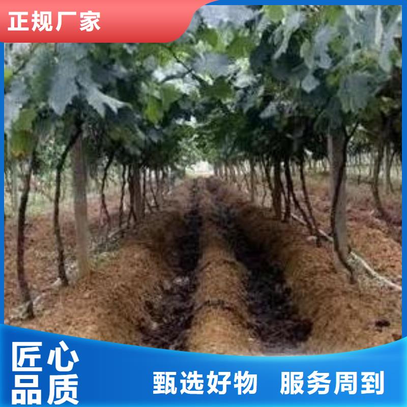 發(fā)酵雞糞肥沃土壤