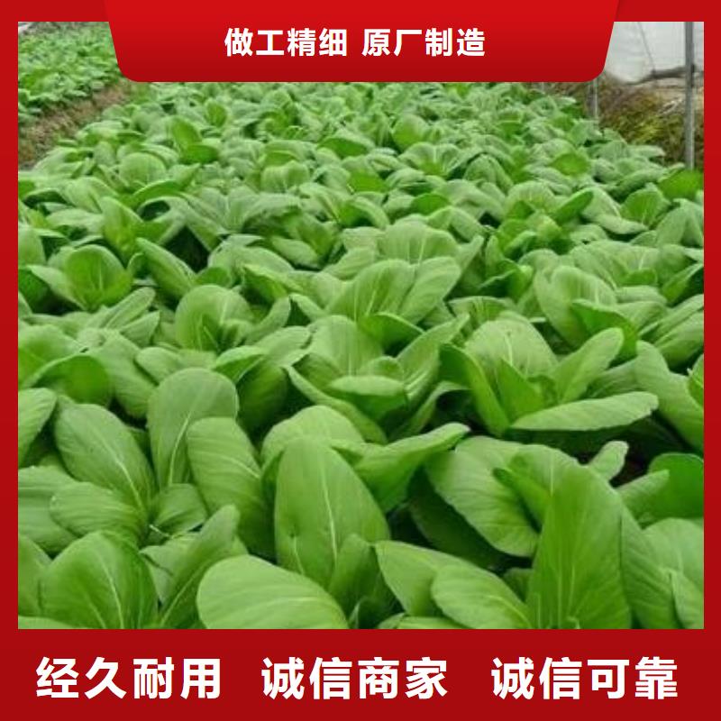 肥水雞糞魚(yú)塘肥水
