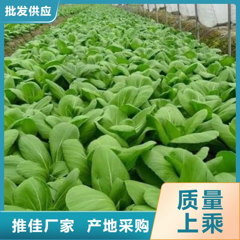 曬干雞糞破除土壤板結(jié)
