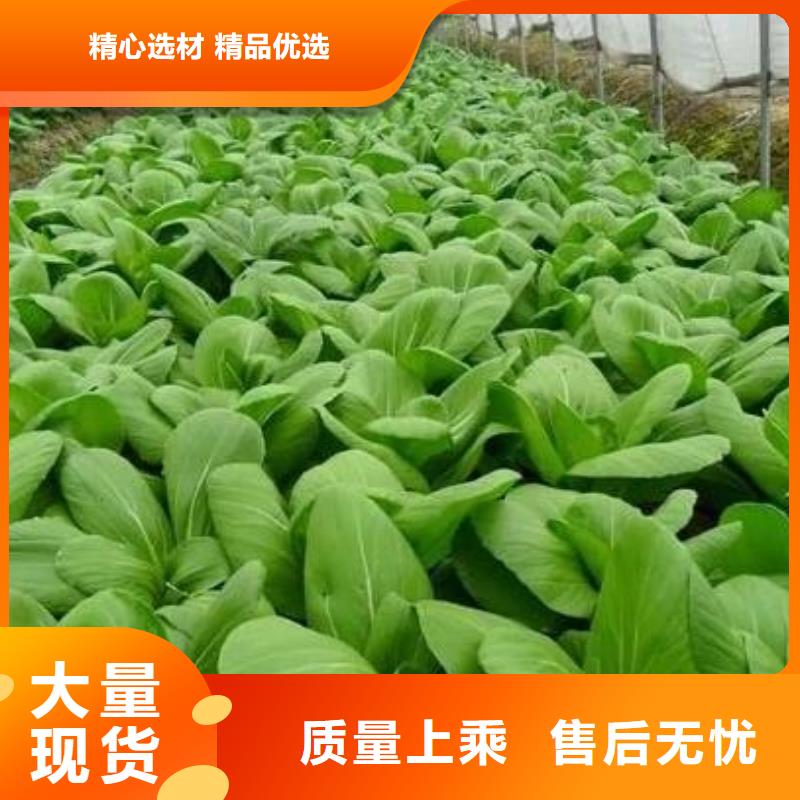 稻殼雞糞肥田壯苗