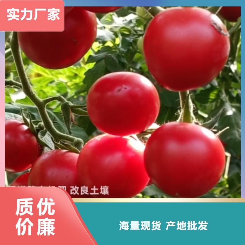 稻壳鸡粪图片