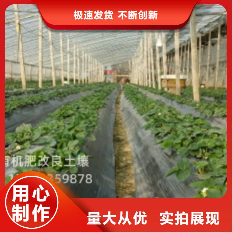 晒干鸡粪常年发货