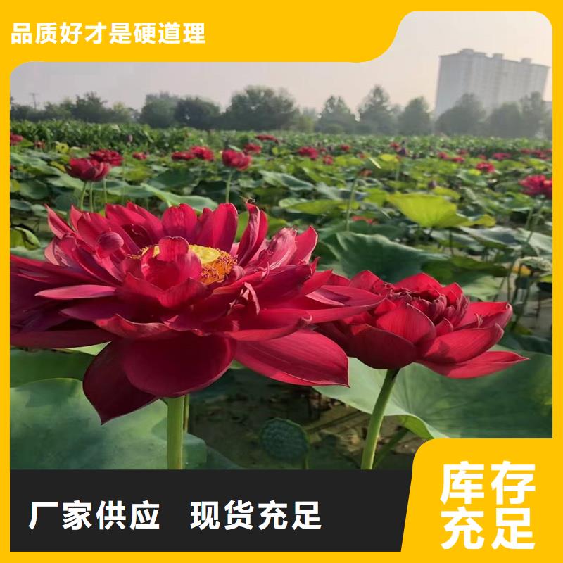 荷花苗荷花批发货源