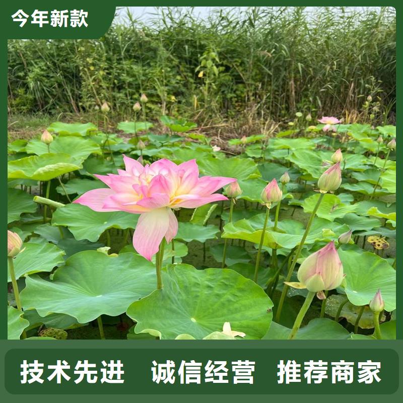 荷花苗_荷花苗真材实料