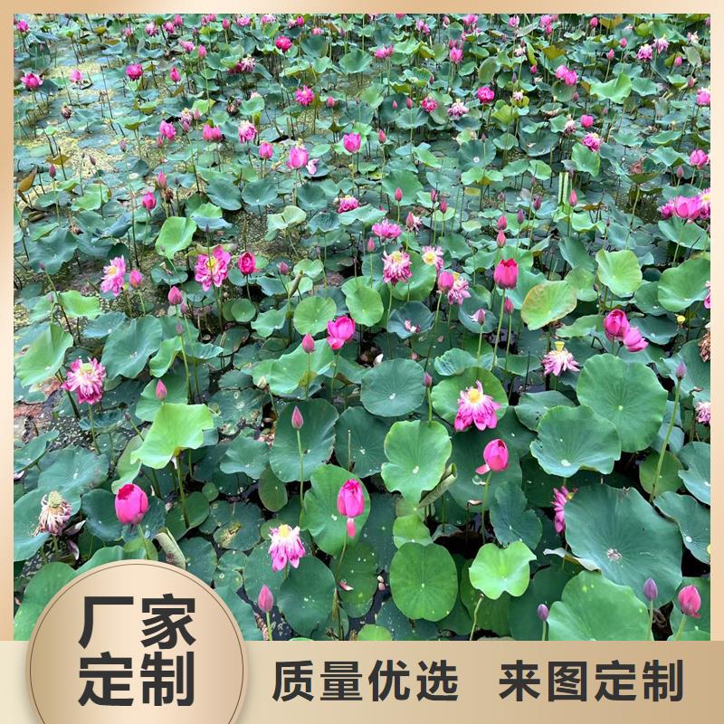 荷花苗荷花苗检验发货