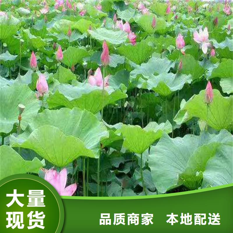 荷花苗荷花批发货源