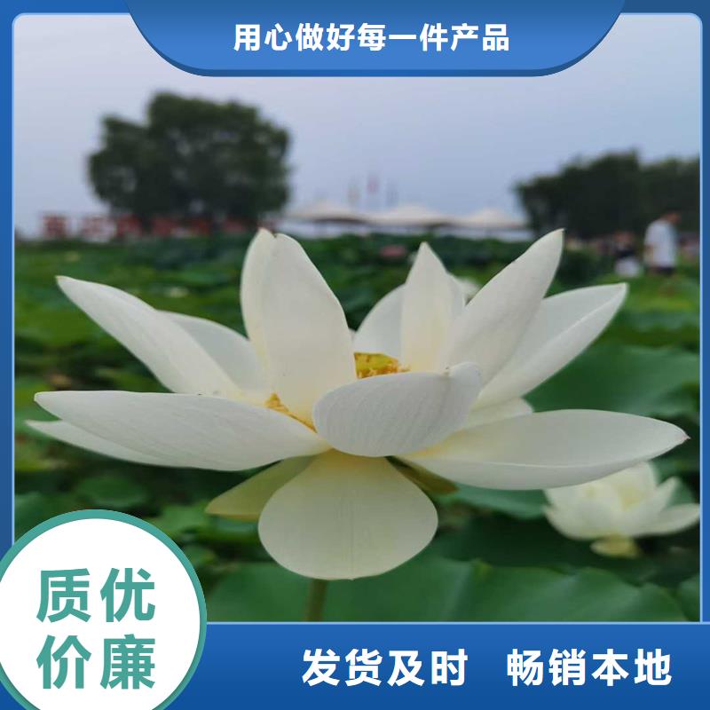 荷花苗观赏荷花苗精致工艺