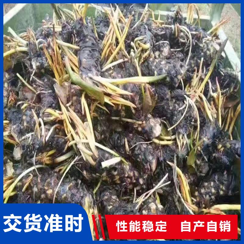 荷花苗_荷花苗真材实料