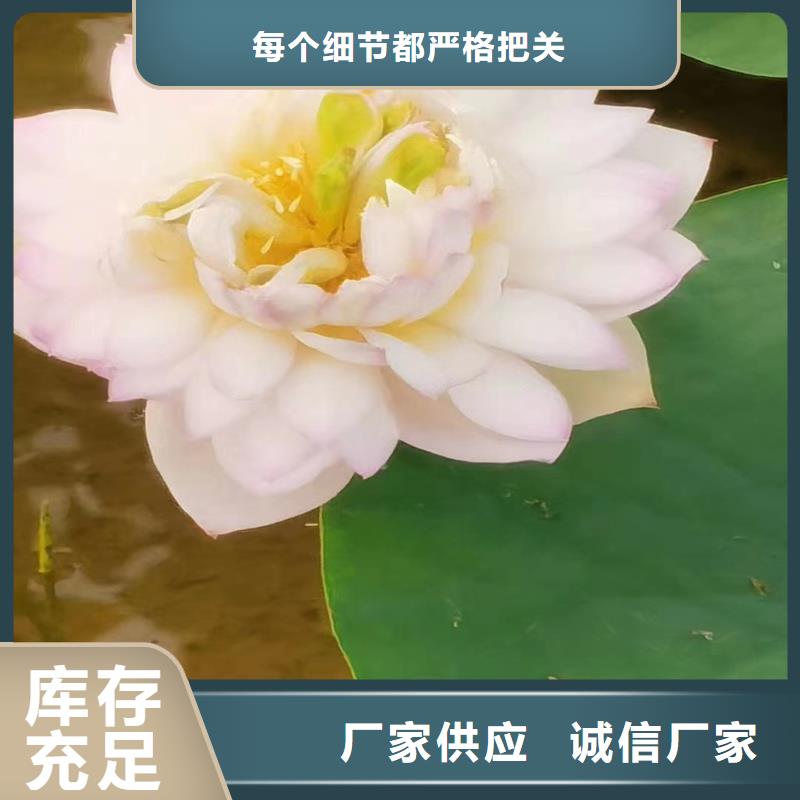 荷花苗观赏荷花苗精致工艺