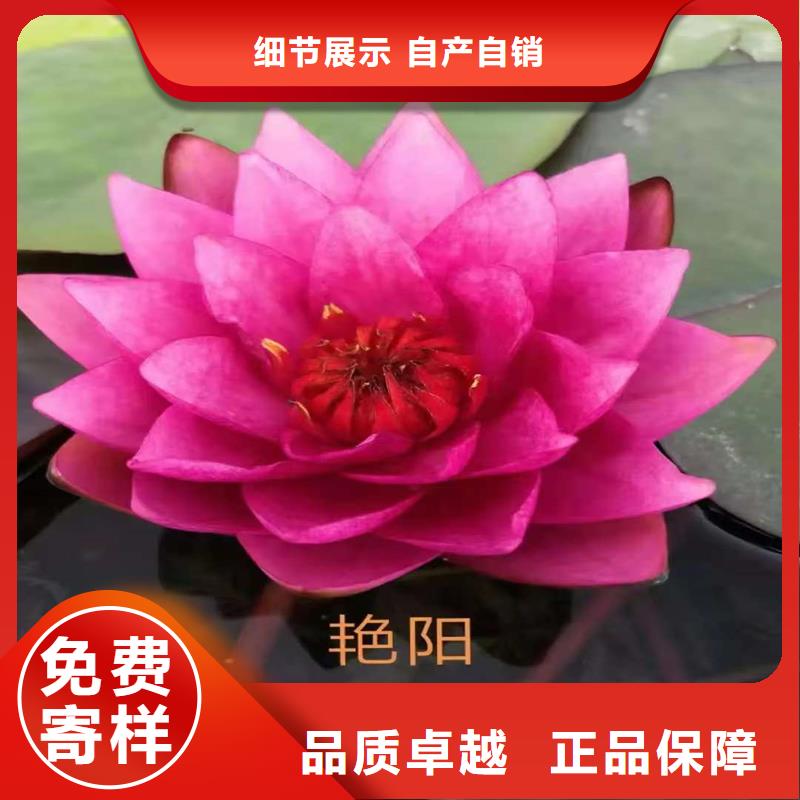 荷花苗荷花种苗送货上门