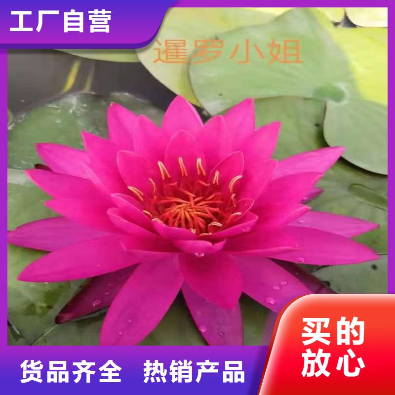 荷花苗荷花批发货源