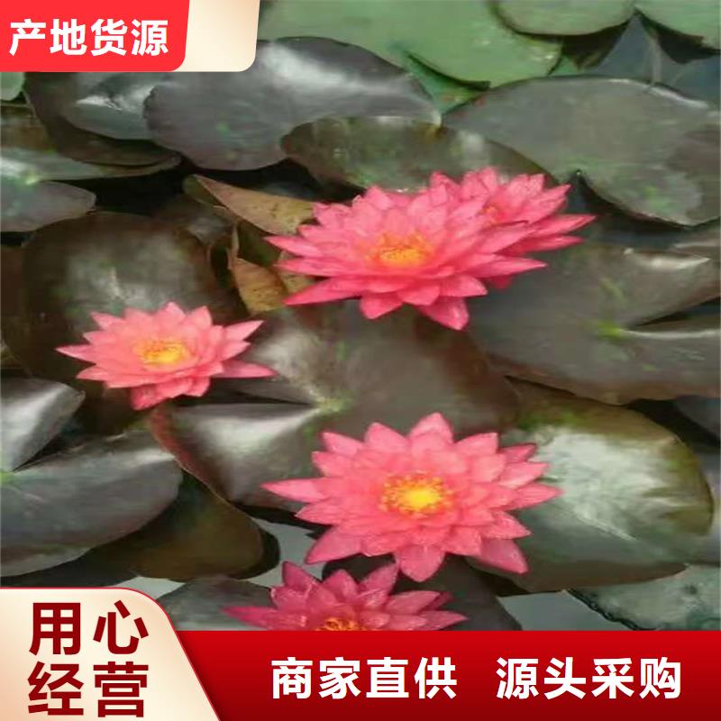 荷花苗观赏荷花苗精致工艺