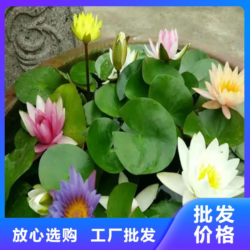 荷花苗荷花批发货源