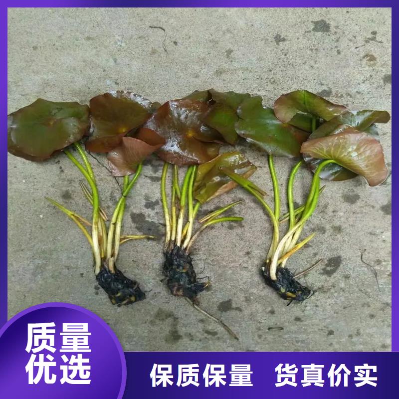 荷花苗荷花批发货源