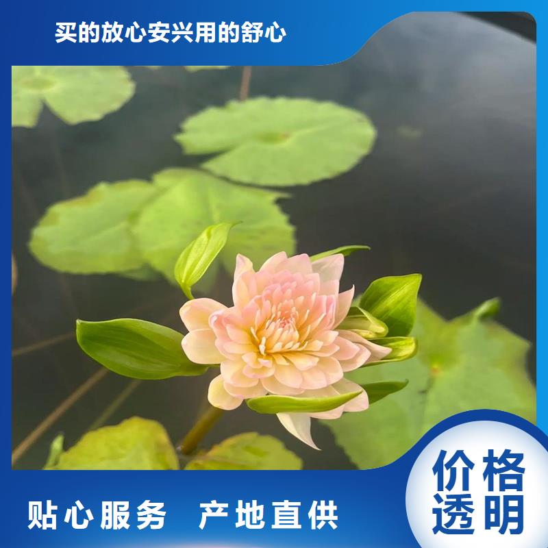 荷花苗观赏荷花苗精致工艺