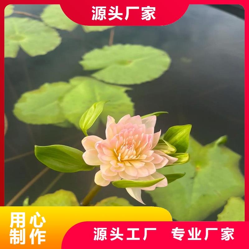 荷花苗荷花苗检验发货