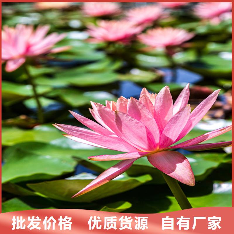 荷花苗荷花苗检验发货