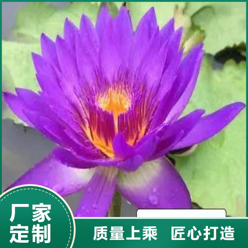 种植睡莲-荷景园林绿化工程有限公司