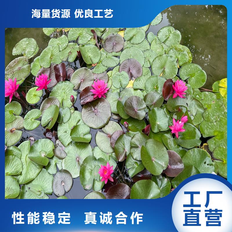 种植睡莲-荷景园林绿化工程有限公司