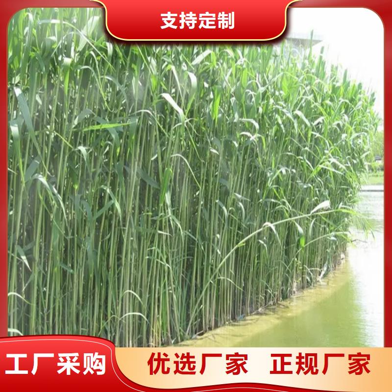 芦苇苗芦苇幼苗高品质诚信厂家
