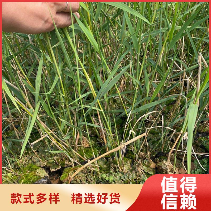 芦苇苗景观工程芦苇苗品质卓越