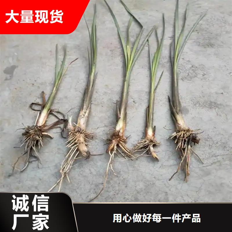 芦苇苗芦苇小苗做工精细